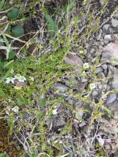 Long-pod Stitchwort thumbnail 4