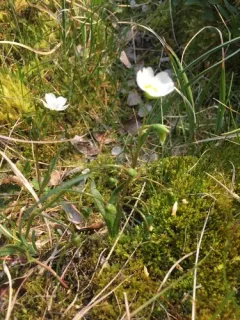 Beringian Springbeauty thumbnail 2