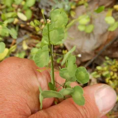 field penny-cress thumbnail 5