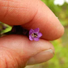autumn gentian thumbnail 1