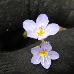 Pretty Jacob's-ladder thumbnail 2