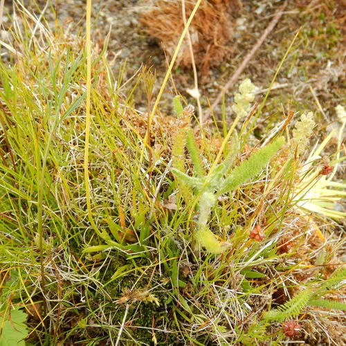 Scottish Asphodel