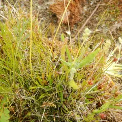 Scottish Asphodel thumbnail 1