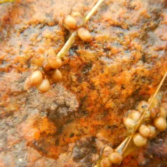 Slender-leaved pondweed thumbnail 2