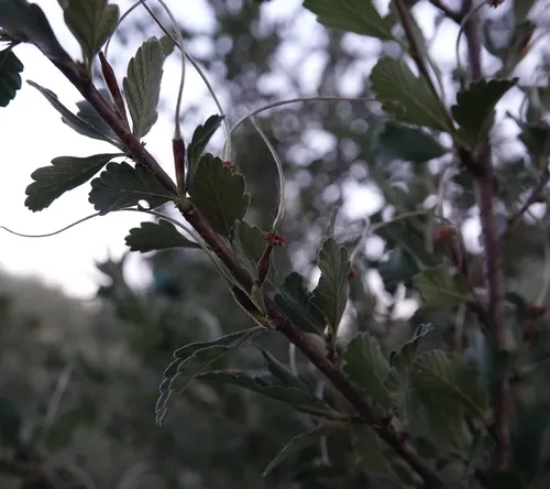 Alderleaf Mountain Mahogany