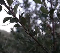 Alderleaf Mountain Mahogany thumbnail 1