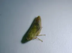 Willow Spittlebug thumbnail 4