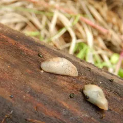 Milky Slug thumbnail 4