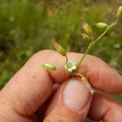 Common mouse-ear chickweed thumbnail 4