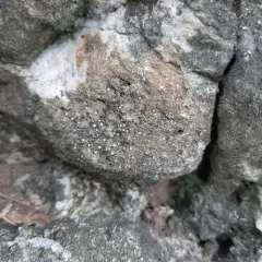 Rock Dimple Lichen thumbnail 4