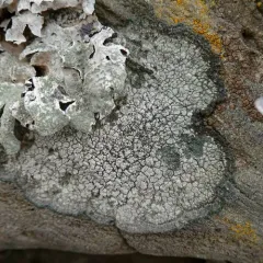 cinder lichen thumbnail 5