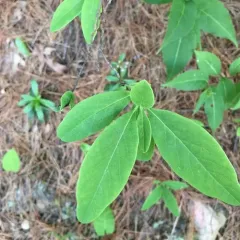 Glaucous Honeysuckle thumbnail 5