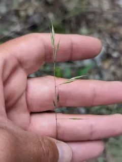Idaho fescue thumbnail 4