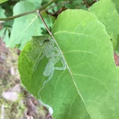 Aspen Serpentine Leafminer Moth thumbnail 3