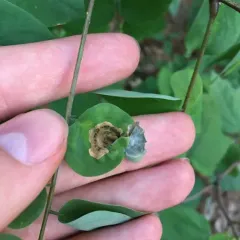 Agromyza soka thumbnail 4