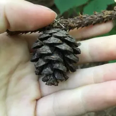 red pine thumbnail 4