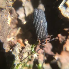 Eros humeralis thumbnail 4