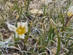 Snowdon Lily thumbnail 2