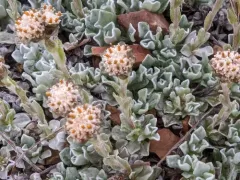 Aromatic Pussytoes thumbnail 4