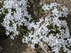 cushion phlox thumbnail 4