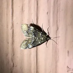 Waterlily Leafcutter Moth thumbnail 3
