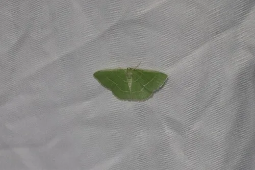 Tuscarora Emerald