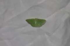 Tuscarora Emerald thumbnail 1