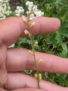 William's Conimitella thumbnail 2