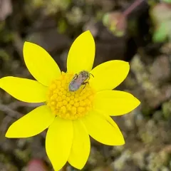spring gold thumbnail 1