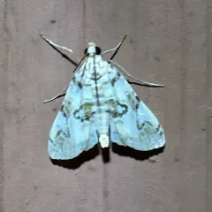 Waterlily Borer Moth thumbnail 2