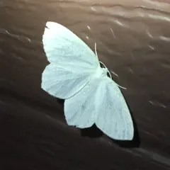 Snowy Geometer Moth thumbnail 4