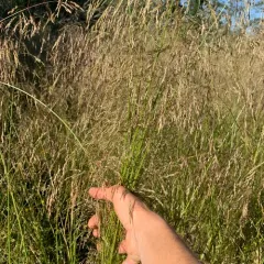 tufted hair grass thumbnail 3
