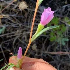 Winecup Clarkia thumbnail 2