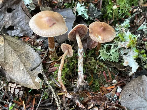 Cortinarius mucicola