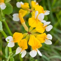 Meadow Bird's Foot Trefoil thumbnail 3