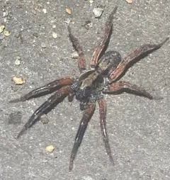 Trochosa sepulchralis thumbnail 3