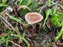 Cortinarius lindstroemii thumbnail 3
