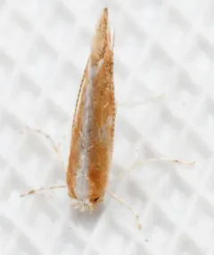 Elm Leafminer thumbnail 4