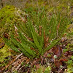 Narrowleaf sword fern thumbnail 4