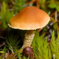 Earthy Powdercap thumbnail 4