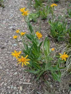 Nuttall's Ragwort thumbnail 3