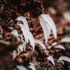 Mucronella fusiformis thumbnail 4
