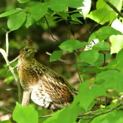 Ruffed grouse