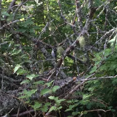 Hairy Woodpecker thumbnail 5