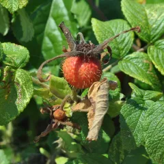 rugosa rose thumbnail 2