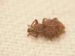 Otiorhynchus carinatopunctatus thumbnail 1