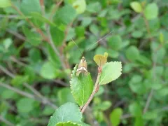 Nemophora bellela thumbnail 1