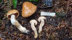 Thaxterogaster vespertinus thumbnail 4