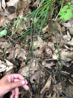 slender woodland sedge thumbnail 3