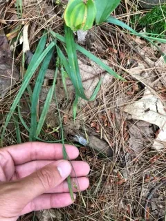 Spreading Sedge thumbnail 3